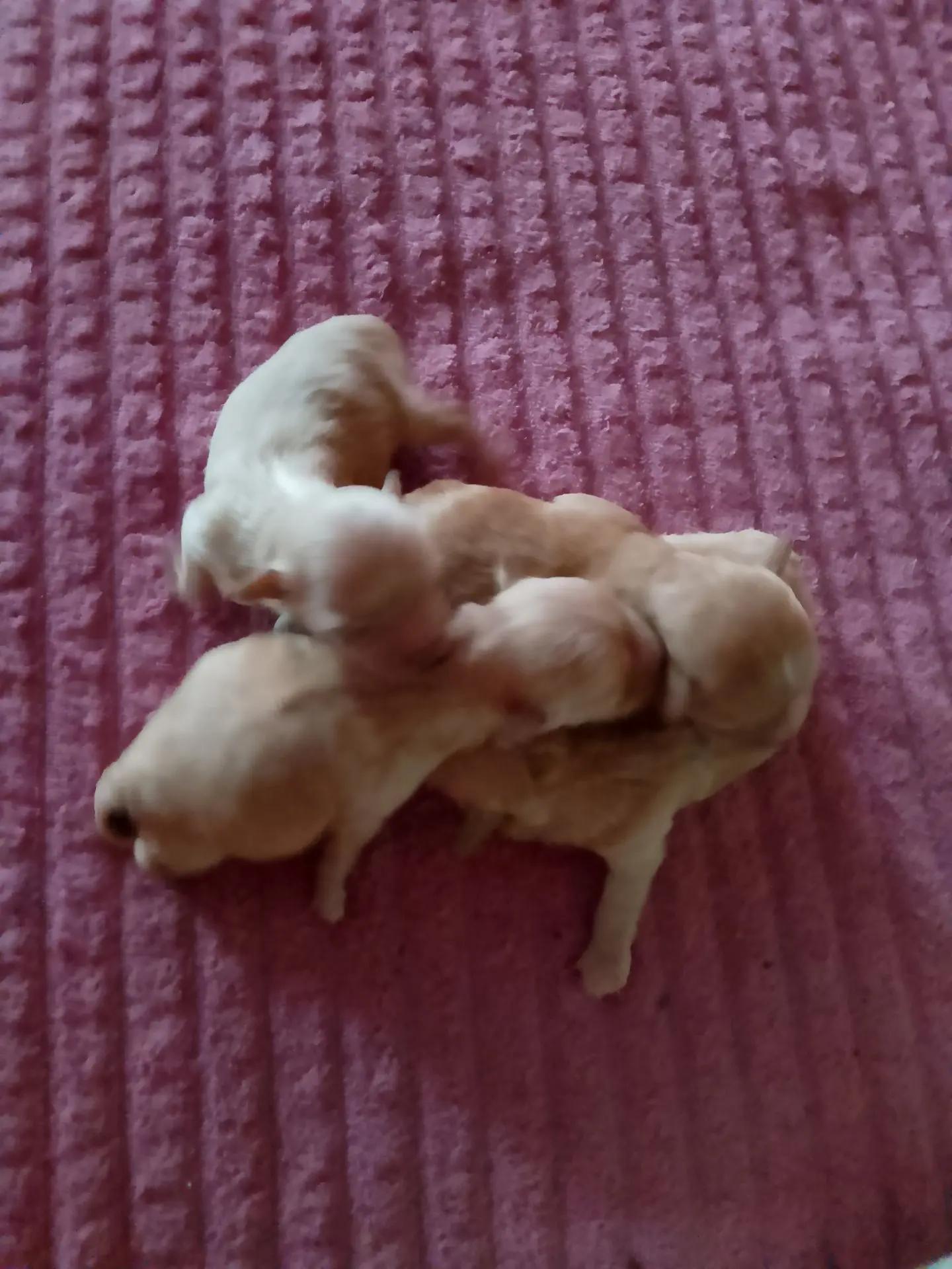 Новорождённые щенки на сиреневом покрывале